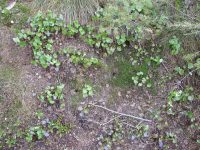 mountain kittentails (<em>Synthyris missurica ssp. missurica</em>)