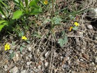 goosefoot or purplish violet (<em>Viola purpurea ssp. venosa</em>)