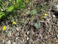 goosefoot or purplish violet (<em>Viola purpurea ssp. venosa</em>)