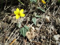 goosefoot or purplish violet (<em>Viola purpurea ssp. venosa</em>)