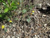 goosefoot or purplish violet (<em>Viola purpurea ssp. venosa</em>)