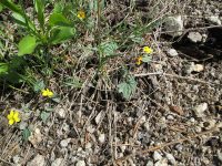 goosefoot or purplish violet (<em>Viola purpurea ssp. venosa</em>)