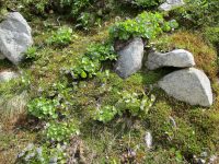 mountain kittentails (<em>Synthyris missurica ssp. missurica</em>)