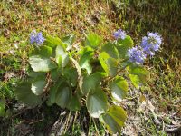 mountain kittentails (<em>Synthyris missurica ssp. missurica</em>)