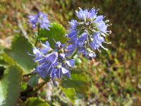 mountain kittentails (<em>Synthyris missurica ssp. missurica</em>)