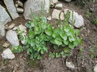 mountain kittentails (<em>Synthyris missurica ssp. missurica</em>)