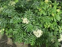 Rocky Mountain mountain-ash (<em>Sorbus scopulina var. scopulina</em>)