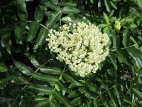 Rocky Mountain mountain-ash (<em>Sorbus scopulina var. scopulina</em>)
