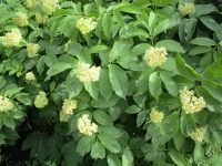 black elderberry (<em>Sambucus racemosa var. melanocarpa</em>)