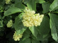 black elderberry (<em>Sambucus racemosa var. melanocarpa</em>)