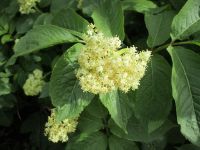 black elderberry (<em>Sambucus racemosa var. melanocarpa</em>)