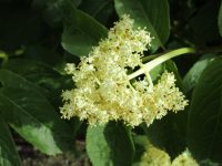 black elderberry (<em>Sambucus racemosa var. melanocarpa</em>)