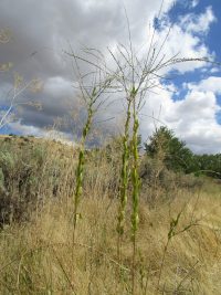 velvetweed, small-flowered gaura (<em>Oenothera curtiflora</em>)