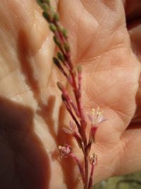 velvetweed, small-flowered gaura (<em>Oenothera curtiflora</em>)