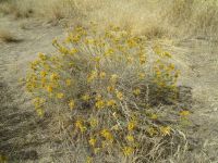 rubber rabbitbrush (<em>Ericameria nauseosa var. oreophila</em>)