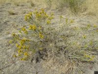 rubber rabbitbrush (<em>Ericameria nauseosa var. oreophila</em>)