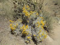 rubber rabbitbrush (<em>Ericameria nauseosa var. hololeuca</em>)