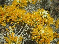 rubber rabbitbrush (<em>Ericameria nauseosa var. hololeuca</em>)