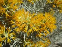 rubber rabbitbrush (<em>Ericameria nauseosa var. hololeuca</em>)