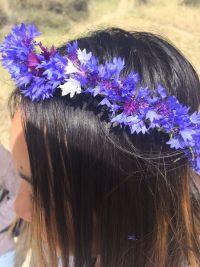 bachelor buttons, cornflower (<em>Centaurea cyanus</em>)