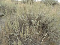 mountain big sagebrush (<em>Artemisia tridentata ssp. vaseyana</em>)
