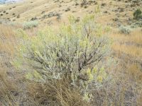 basin big sagebrush (<em>Artemisia tridentata ssp. tridentata</em>)
