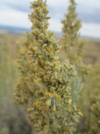 basin big sagebrush (<em>Artemisia tridentata ssp. tridentata</em>)