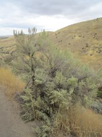 basin big sagebrush (<em>Artemisia tridentata ssp. tridentata</em>)