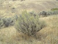 basin big sagebrush (<em>Artemisia tridentata ssp. tridentata</em>)