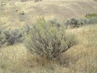 basin big sagebrush (<em>Artemisia tridentata ssp. tridentata</em>)