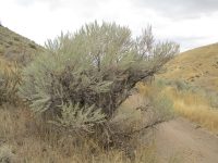 basin big sagebrush (<em>Artemisia tridentata ssp. tridentata</em>)