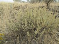 mountain big sagebrush (<em>Artemisia tridentata ssp. vaseyana</em>)