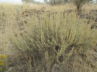 mountain big sagebrush (<em>Artemisia tridentata ssp. vaseyana</em>)