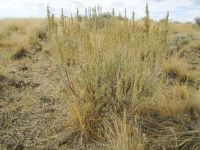 mountain big sagebrush (<em>Artemisia tridentata ssp. vaseyana</em>)