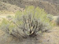 basin big sagebrush (<em>Artemisia tridentata ssp. tridentata</em>)