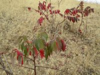 staghorn sumac (<em>Rhus typhina</em>)