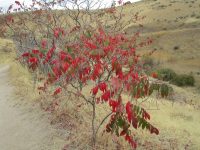 staghorn sumac (<em>Rhus typhina</em>)