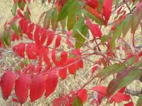 staghorn sumac (<em>Rhus typhina</em>)