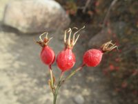 interior or Wood's rose (<em>Rosa woodsii ssp. ultramontana</em>)