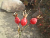 interior or Wood's rose (<em>Rosa woodsii ssp. ultramontana</em>)