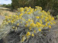 rubber rabbitbrush (<em>Ericameria nauseosa var. hololeuca</em>)