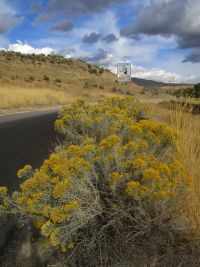 rubber rabbitbrush (<em>Ericameria nauseosa var. hololeuca</em>)