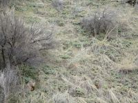 myrtle spurge, donkey tail (<em>Euphorbia myrsinites</em>)