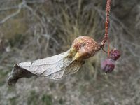 Previous year's leaf gall and fruit of netleaf hackberry (Celtis reticulata)