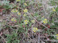 desert alyssum or madwort (<em>Alyssum desertorum</em>)