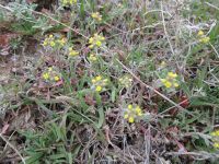 desert alyssum or madwort (<em>Alyssum desertorum</em>)