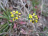 desert alyssum or madwort (<em>Alyssum desertorum</em>)