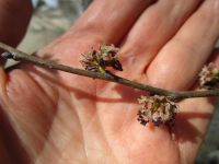 Siberian elm (<em>Ulmus pumila</em>)