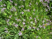 blue mustard, crossflower (<em>Chorispora tenella</em>)