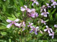blue mustard, crossflower (<em>Chorispora tenella</em>)
